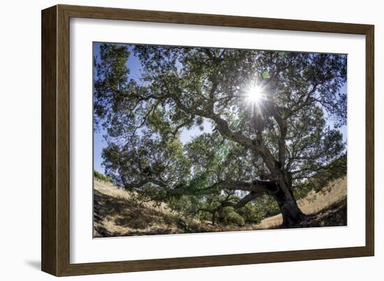 Spreading Oak Tree with Sun, Sonoma, California-Rob Sheppard-Framed Photographic Print