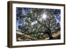 Spreading Oak Tree with Sun, Sonoma, California-Rob Sheppard-Framed Photographic Print