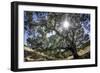 Spreading Oak Tree with Sun, Sonoma, California-Rob Sheppard-Framed Photographic Print