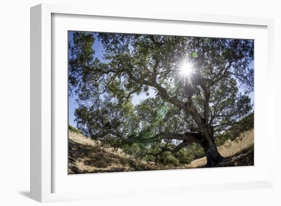 Spreading Oak Tree with Sun, Sonoma, California-Rob Sheppard-Framed Photographic Print