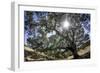 Spreading Oak Tree with Sun, Sonoma, California-Rob Sheppard-Framed Photographic Print