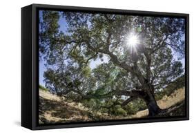 Spreading Oak Tree with Sun, Sonoma, California-Rob Sheppard-Framed Stretched Canvas