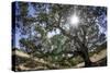 Spreading Oak Tree with Sun, Sonoma, California-Rob Sheppard-Stretched Canvas