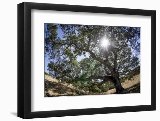 Spreading Oak Tree with Sun, Sonoma, California-Rob Sheppard-Framed Photographic Print