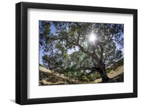 Spreading Oak Tree with Sun, Sonoma, California-Rob Sheppard-Framed Photographic Print