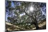 Spreading Oak Tree with Sun, Sonoma, California-Rob Sheppard-Mounted Photographic Print