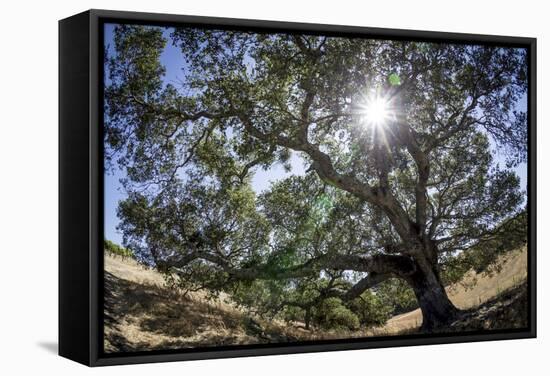 Spreading Oak Tree with Sun, Sonoma, California-Rob Sheppard-Framed Stretched Canvas