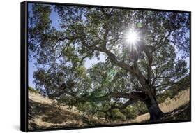 Spreading Oak Tree with Sun, Sonoma, California-Rob Sheppard-Framed Stretched Canvas