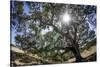 Spreading Oak Tree with Sun, Sonoma, California-Rob Sheppard-Stretched Canvas