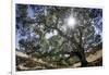 Spreading Oak Tree with Sun, Sonoma, California-Rob Sheppard-Framed Premium Photographic Print