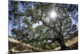 Spreading Oak Tree with Sun, Sonoma, California-Rob Sheppard-Mounted Premium Photographic Print