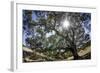 Spreading Oak Tree with Sun, Sonoma, California-Rob Sheppard-Framed Photographic Print