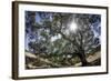 Spreading Oak Tree with Sun, Sonoma, California-Rob Sheppard-Framed Photographic Print