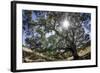 Spreading Oak Tree with Sun, Sonoma, California-Rob Sheppard-Framed Photographic Print