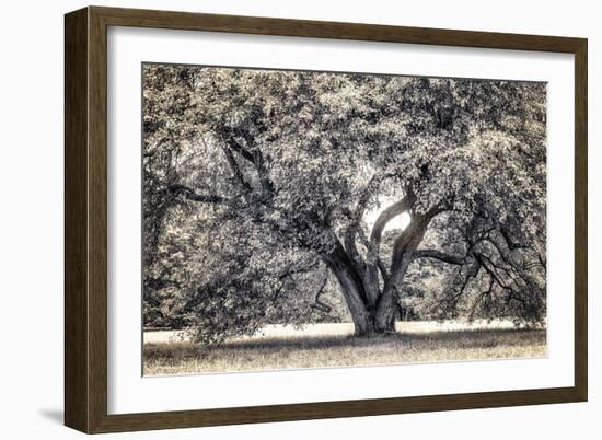 Spreading Tree-Michael Hudson-Framed Art Print