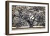 Spreading Tree-Michael Hudson-Framed Art Print