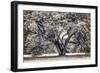 Spreading Tree-Michael Hudson-Framed Art Print