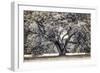 Spreading Tree-Michael Hudson-Framed Art Print