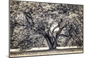 Spreading Tree-Michael Hudson-Mounted Art Print