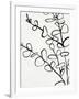 Sprig Contour I-Victoria Barnes-Framed Art Print