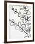 Sprig Contour I-Victoria Barnes-Framed Art Print