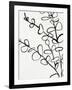 Sprig Contour I-Victoria Barnes-Framed Art Print