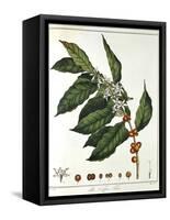 Sprig of Coffee (Coffea Arabic) Showing Flowers and Beans, 1798-null-Framed Stretched Canvas