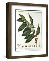 Sprig of Coffee (Coffea Arabic) Showing Flowers and Beans, 1798-null-Framed Giclee Print