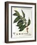 Sprig of Coffee (Coffea Arabic) Showing Flowers and Beans, 1798-null-Framed Giclee Print