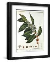 Sprig of Coffee (Coffea Arabic) Showing Flowers and Beans, 1798-null-Framed Giclee Print