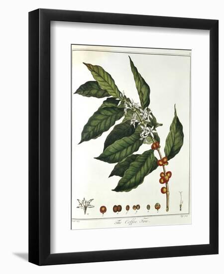 Sprig of Coffee (Coffea Arabic) Showing Flowers and Beans, 1798-null-Framed Giclee Print