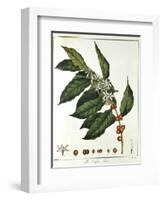 Sprig of Coffee (Coffea Arabic) Showing Flowers and Beans, 1798-null-Framed Giclee Print