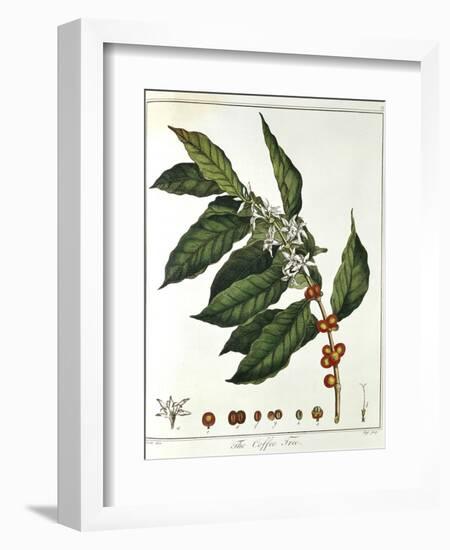 Sprig of Coffee (Coffea Arabic) Showing Flowers and Beans, 1798-null-Framed Giclee Print