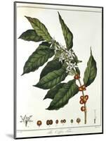 Sprig of Coffee (Coffea Arabic) Showing Flowers and Beans, 1798-null-Mounted Giclee Print