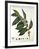 Sprig of Coffee (Coffea Arabic) Showing Flowers and Beans, 1798-null-Framed Giclee Print