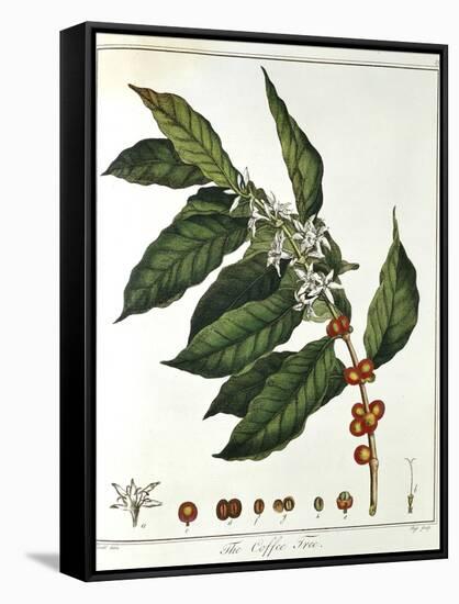 Sprig of Coffee (Coffea Arabic) Showing Flowers and Beans, 1798-null-Framed Stretched Canvas