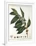 Sprig of Coffee (Coffea Arabic) Showing Flowers and Beans, 1798-null-Framed Giclee Print