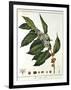 Sprig of Coffee (Coffea Arabic) Showing Flowers and Beans, 1798-null-Framed Giclee Print