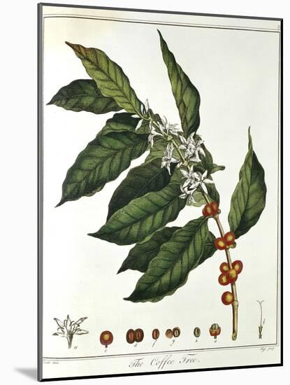 Sprig of Coffee (Coffea Arabic) Showing Flowers and Beans, 1798-null-Mounted Giclee Print