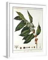 Sprig of Coffee (Coffea Arabic) Showing Flowers and Beans, 1798-null-Framed Giclee Print