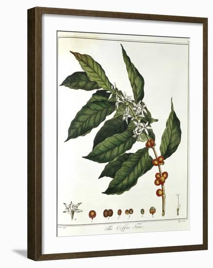 Sprig of Coffee (Coffea Arabic) Showing Flowers and Beans, 1798-null-Framed Giclee Print