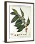 Sprig of Coffee (Coffea Arabic) Showing Flowers and Beans, 1798-null-Framed Giclee Print