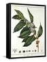 Sprig of Coffee (Coffea Arabic) Showing Flowers and Beans, 1798-null-Framed Stretched Canvas