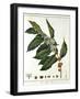 Sprig of Coffee (Coffea Arabic) Showing Flowers and Beans, 1798-null-Framed Premium Giclee Print