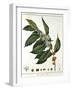 Sprig of Coffee (Coffea Arabic) Showing Flowers and Beans, 1798-null-Framed Premium Giclee Print