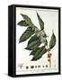 Sprig of Coffee (Coffea Arabic) Showing Flowers and Beans, 1798-null-Framed Stretched Canvas