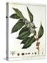 Sprig of Coffee (Coffea Arabic) Showing Flowers and Beans, 1798-null-Stretched Canvas