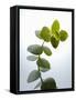 Sprig of Eucalyptus-null-Framed Stretched Canvas