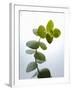 Sprig of Eucalyptus-null-Framed Photographic Print