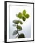 Sprig of Eucalyptus-null-Framed Photographic Print